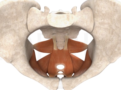Top view illustration of a human pelvis with orange pelvic floor muscles, created for medbridge.