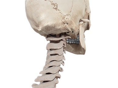 Side view of a skull and neck vertebrae illustrating cervical spine alignment for medbridge.