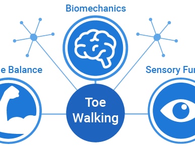 Diagram linking toe walking to biomechanics, sensory function, and muscle balance with respective icons on medbridge.