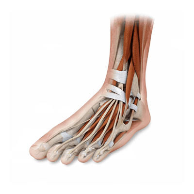 Diagram of a human foot showing bones, tendons, and muscles for medbridge education.