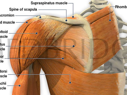 Diagram of shoulder muscles, showing supraspinatus, infraspinatus, deltoid, and attachments; medbridge.