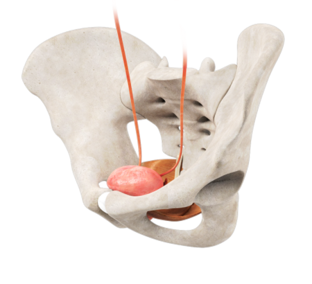 Adult Bladder Control and Urinary Incontinence
