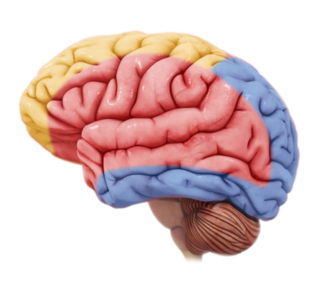 Neurologic Hand Therapy