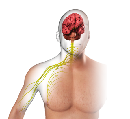 Neurologic Occupational Therapy: Upper Extremity Motor Rehabilitation