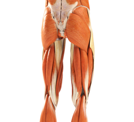 Orthopedic Excellence of the Lower Quarter (Certificate)