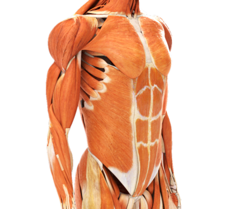 Orthopedic Excellence of the Upper Quarter (Certificate)