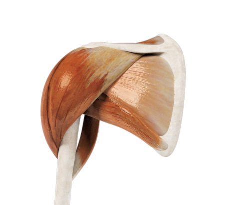 Rehabilitation of the Shoulder