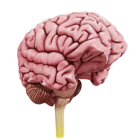 3D illustration of a human brain detailing gyri, sulci, cerebellum, and brainstem for medbridge educational use.