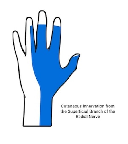 Diagram showing the hand's cutaneous innervation in blue by the radial nerve's superficial branch.