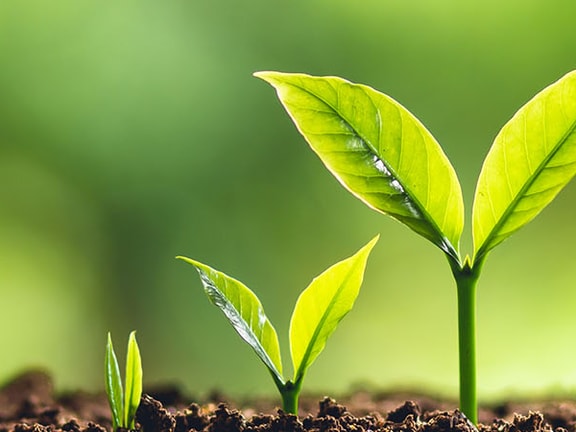 Green seedlings sprout from soil with a blurred green background for medbridge.