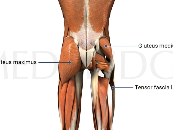 Diagram of human gluteal muscles with labels for gluteus maximus, gluteus medius, and tensor fascia lata from medbridge.