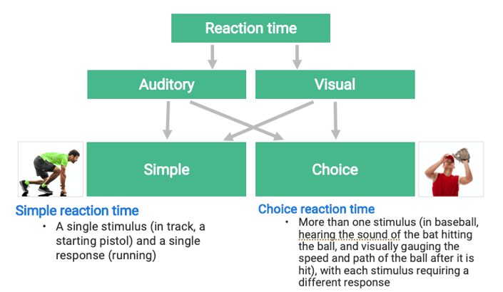 Flowchart depicting how auditory and visual stimuli influence reaction times, highlighting simple versus choice reactions, relevant for medbridge healthcare training.